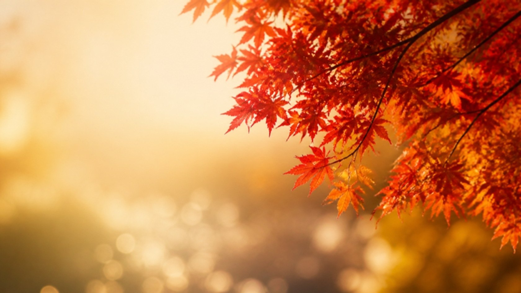 秋の午後の光を受ける紅葉